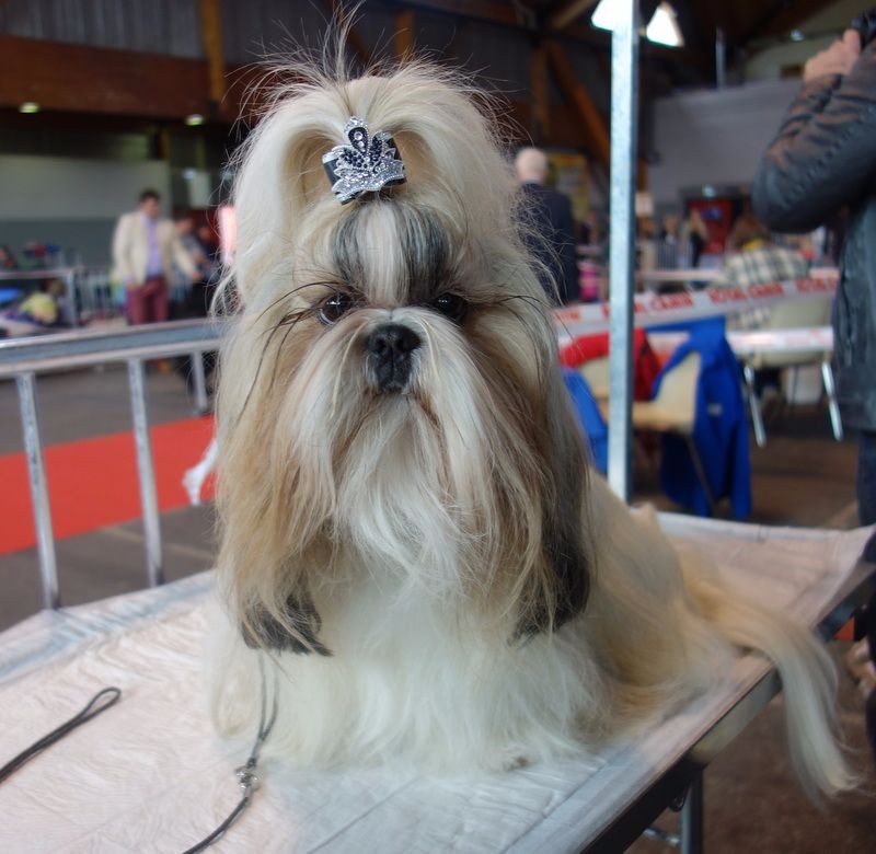 Publication : Des Portes De Shamballa Auteur : Des Portes de Shamballa