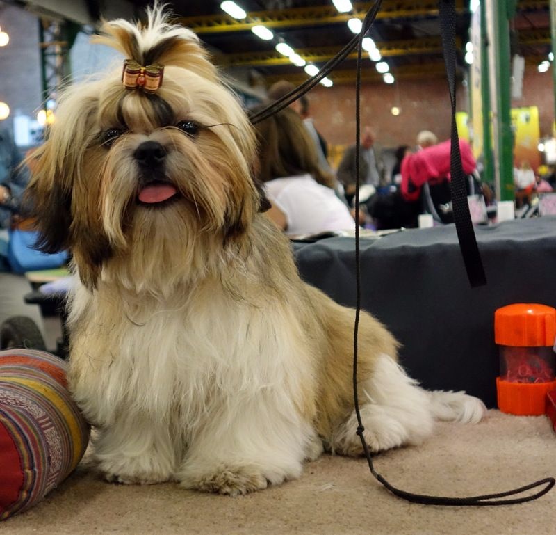 Publication : Des Portes De Shamballa Auteur : Des Portes de Shamballa