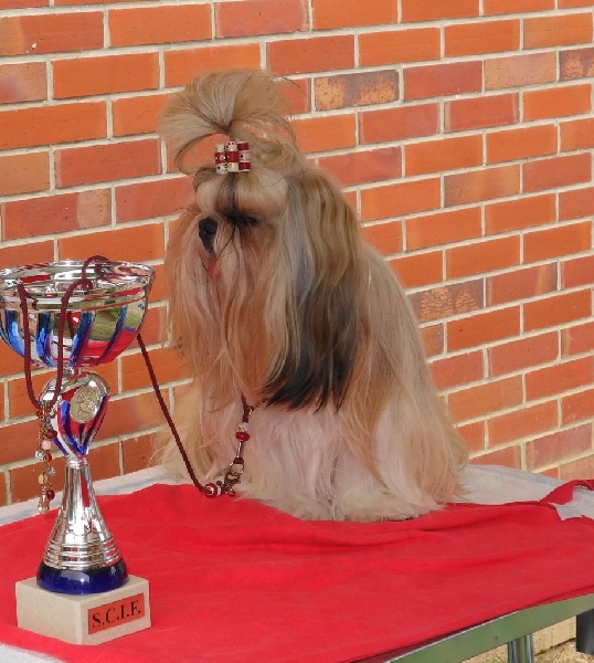 Joyce des pommiers du pays d othe - EXCELLENT 1 ère. CACS. Meilleure de Race. Classe Intermédiaire Femelles.