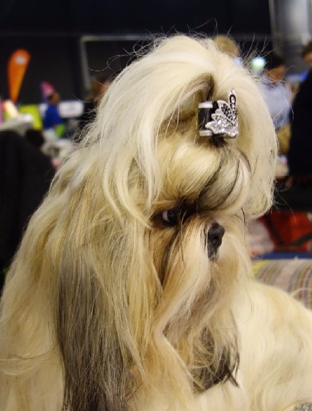 Joyce des pommiers du pays d othe - Très Bon 2ème. Classe Ouverte Femelles.