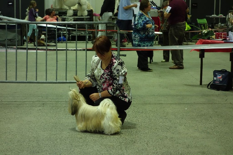 Joyce des pommiers du pays d othe - Excellent 2 ème. Classe Intermédiaire Femelles.