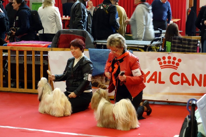 Joyce des pommiers du pays d othe - Excellent 2 ème. Classe Ouverte Femelles.