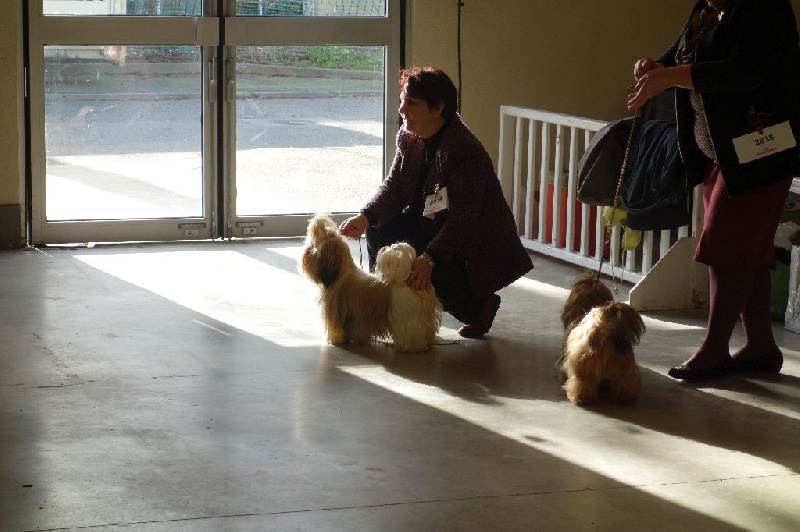 Joyce des pommiers du pays d othe - Excellent. Classe Jeune Femelles.