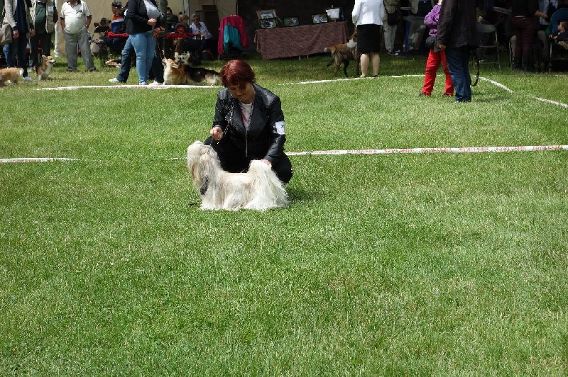 Joyce des pommiers du pays d othe - Excellent 2ème. RCACS. Classe Ouverte Femelles.