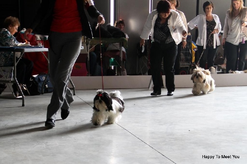 Joyce des pommiers du pays d othe - Très Prometteur. Classe Puppy Femelles.