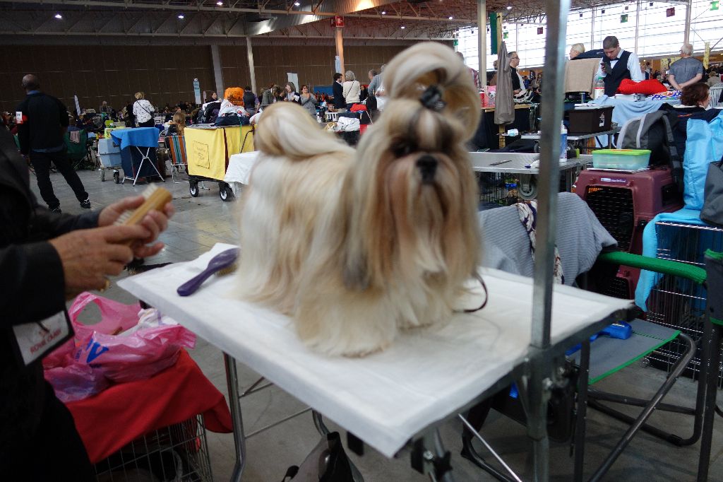 Joyce des pommiers du pays d othe - EXCELLENT 1 ère. CACS. Classe Ouverte Femelles.