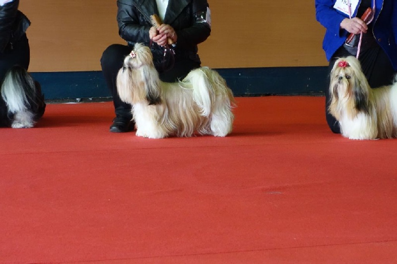 Joyce des pommiers du pays d othe - Excellent 2 ème. Classe Intermédiaire Femelles.