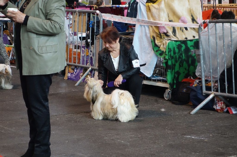 Joyce des pommiers du pays d othe - Excellent 2 ème. Classe Jeune Femelles.