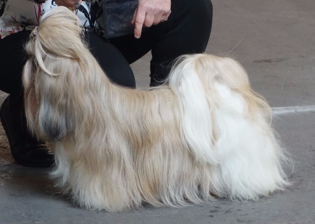 Joyce des pommiers du pays d othe - Excellent 2 ème. RCACS. Classe Ouverte Femelles.