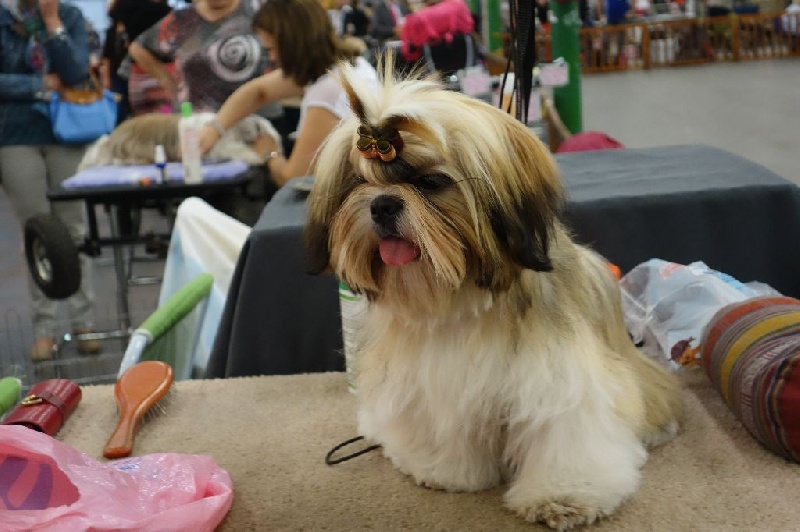 Joyce des pommiers du pays d othe - Très Prometteur. Classe Puppy Femelles.