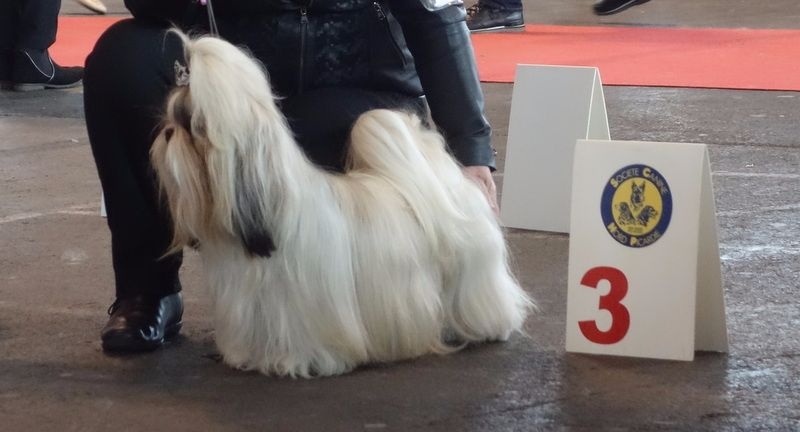 Joyce des pommiers du pays d othe - Excellent 3 ème. Classe Ouverte Femelles.