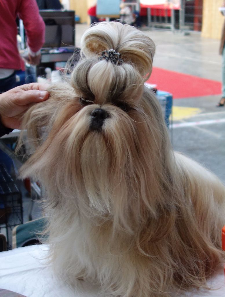 Joyce des pommiers du pays d othe - Très Bon NC. Classe Ouverte Femelles.