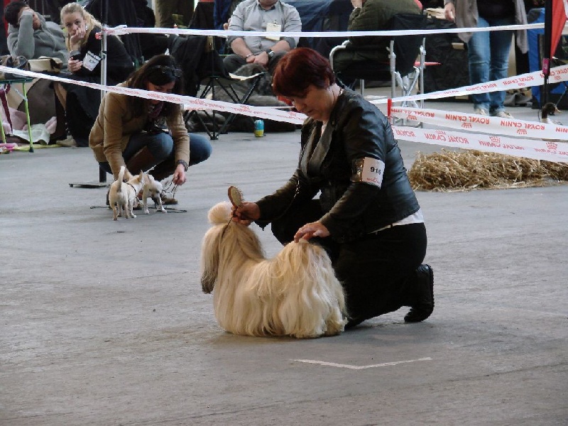 Joyce des pommiers du pays d othe - Excellent 2 ème. RCACS. Classe Ouverte Femelles.