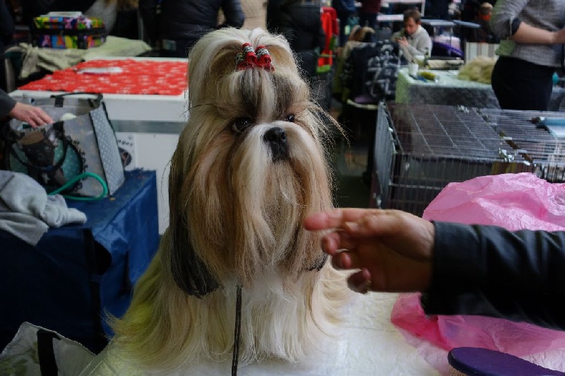 Joyce des pommiers du pays d othe - Excellent 4ème. Classe Ouverte Femelles.
