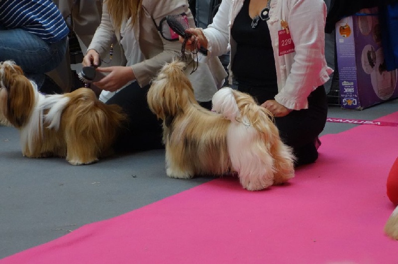 Joyce des pommiers du pays d othe - Excellent. Classe Jeune Femelles.