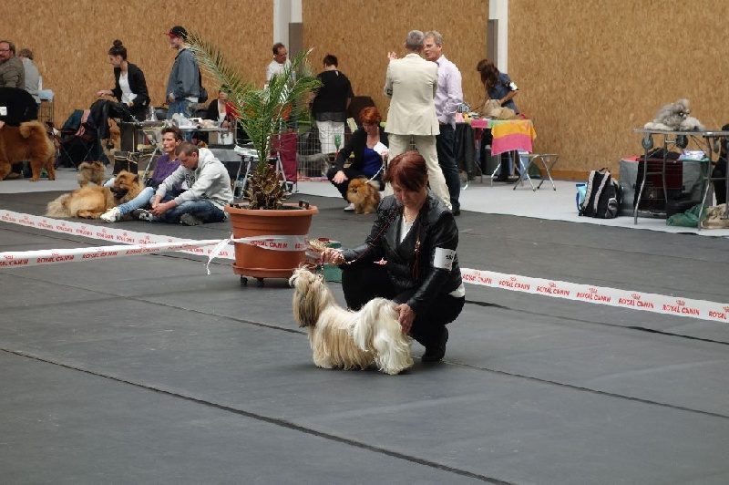 Joyce des pommiers du pays d othe - Excellent 2 ème. Classe Intermédiaire Femelles.