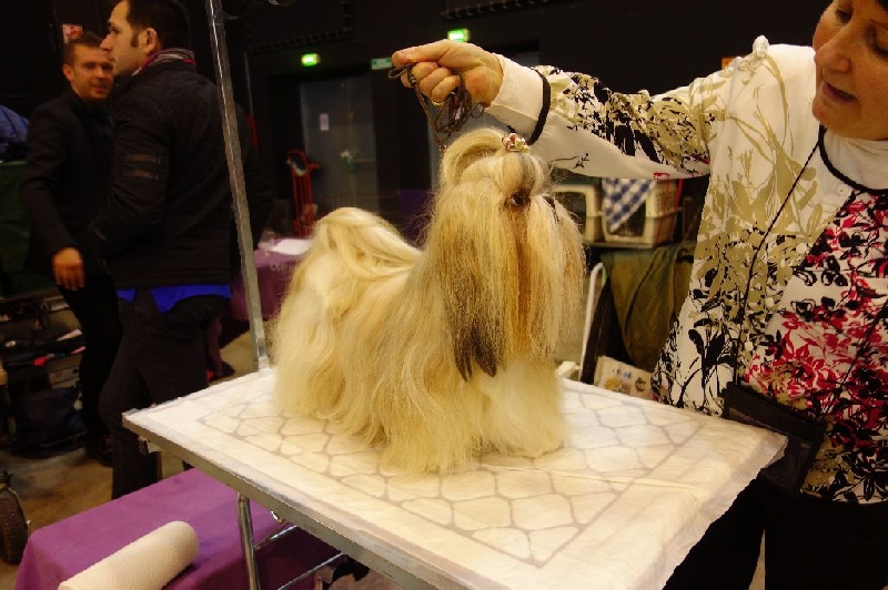 Joyce des pommiers du pays d othe - Excellent 4ème. Classe Ouverte Femelles.