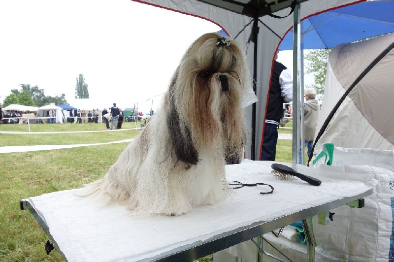 Joyce des pommiers du pays d othe - EXCELLENT 1ère. CACS. Meilleure de sexe Opposé. Classe Ouverte Femelles.