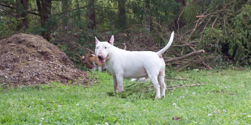 Rowenagain Harpocrate