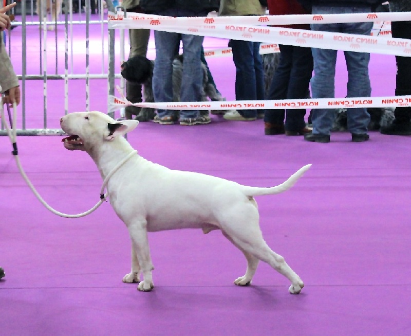 Rowenagain Harpocrate