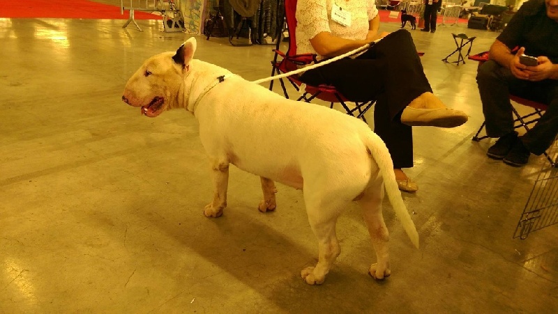 Rowenagain Harpocrate