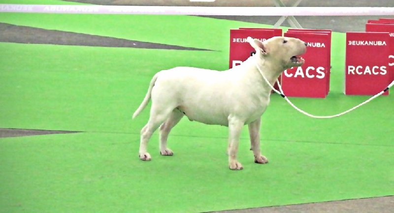 Rowenagain Harpocrate