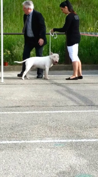 Rowenagain Harpocrate