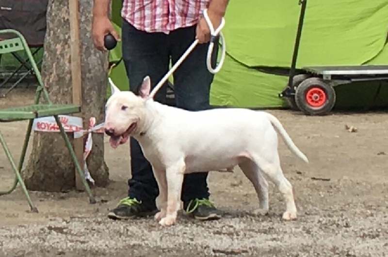 Rowenagain Harpocrate