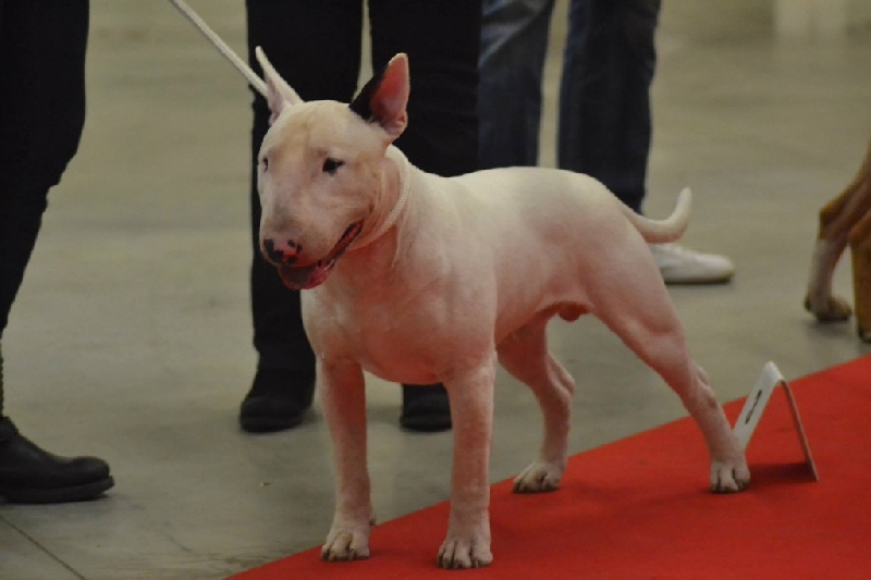 Rowenagain Harpocrate