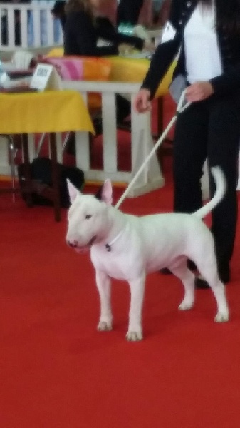 Rowenagain Harpocrate