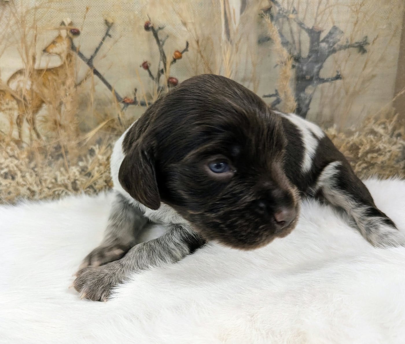 CHIOT 3