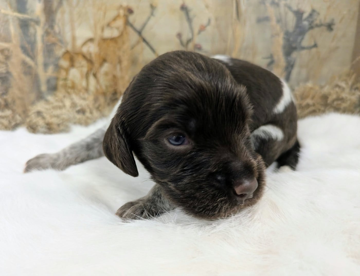 CHIOT 3