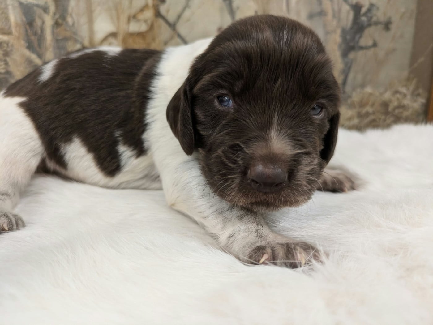CHIOT 4