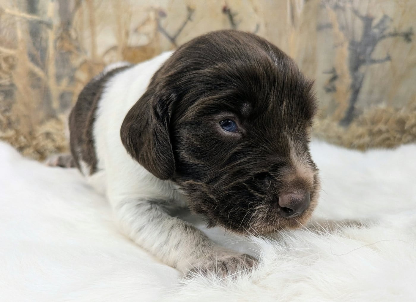 CHIOT 4