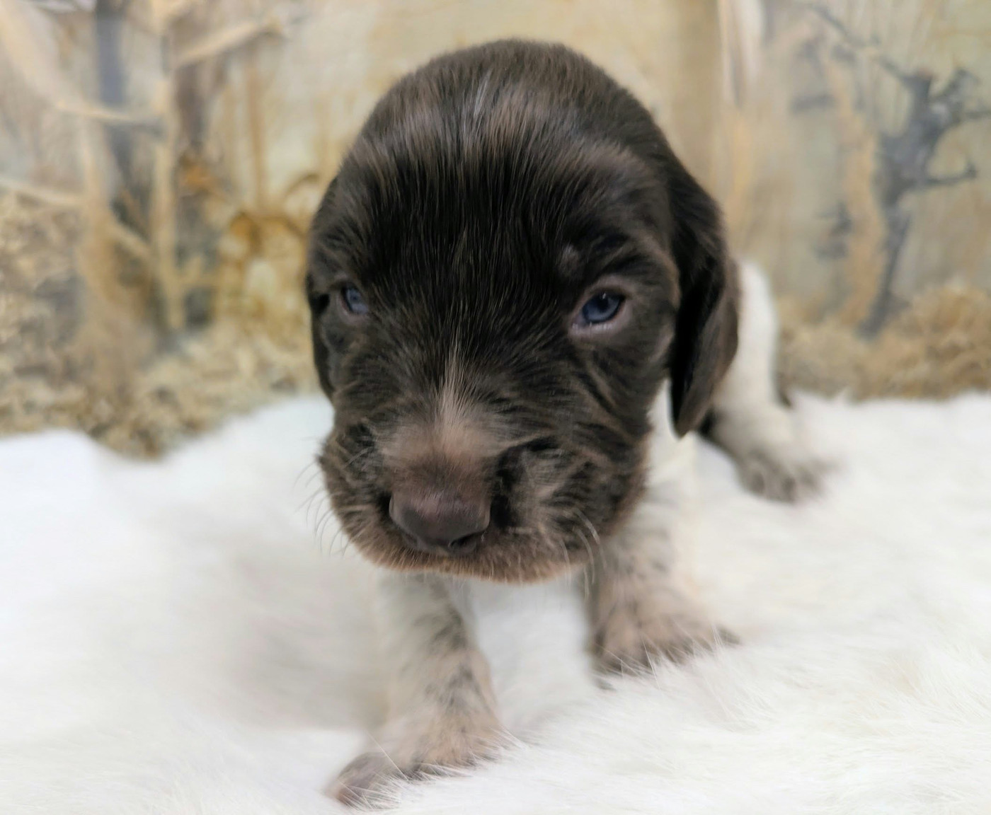 CHIOT 4