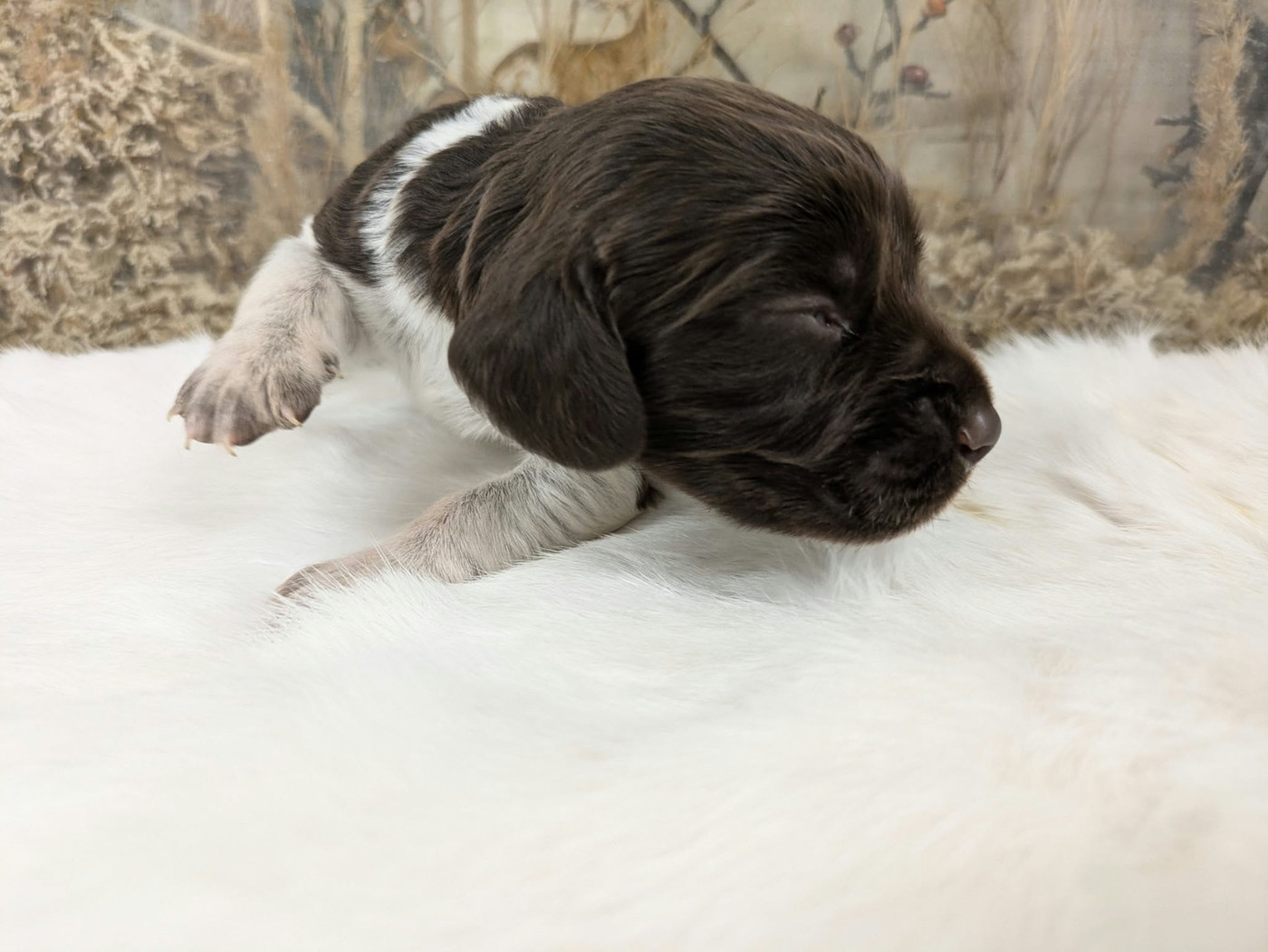 CHIOT 5