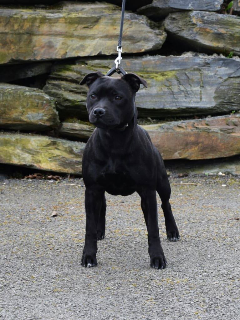 Pome's World Obladi oblada - TRES PROMETTEUR