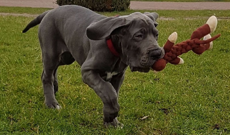 Publication : Des Hobereaux De La Zorn