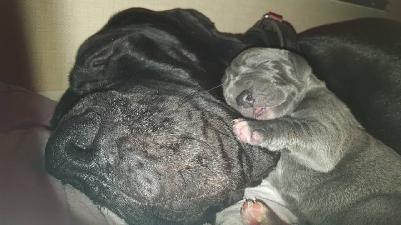 Publication : Des Hobereaux De La Zorn