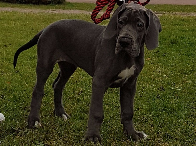 Publication : Des Hobereaux De La Zorn