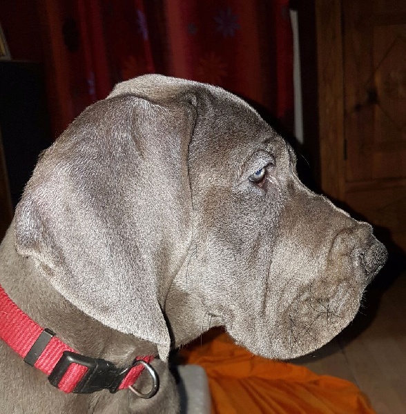 Publication : Des Hobereaux De La Zorn