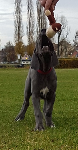 Publication : Des Hobereaux De La Zorn