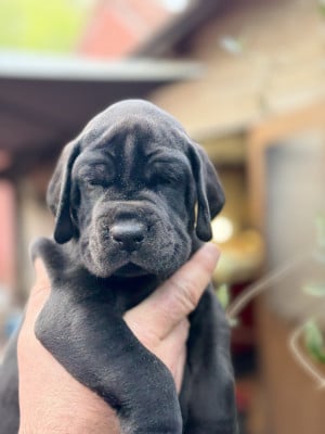 Les chiots de Dogue allemand