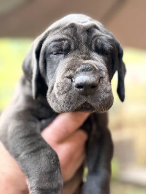 Les chiots de Dogue allemand