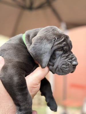 Les chiots de Dogue allemand