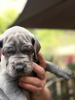 Les chiots de Dogue allemand