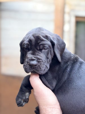 Les chiots de Dogue allemand