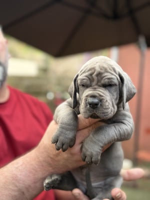 Les chiots de Dogue allemand