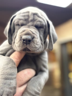 Les chiots de Dogue allemand