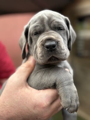 Les chiots de Dogue allemand